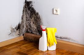 Best Basement Mold Removal  in Union, NJ